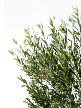 Olive tree branches isolated