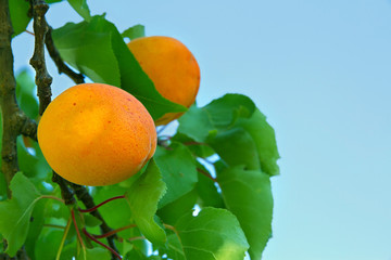 Apricot tree closeup with blue sky