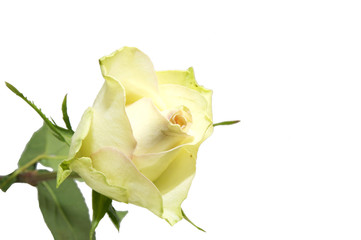 цветы на белом фоне