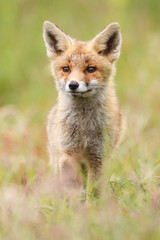 Naklejka na ściany i meble young red fox