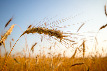 Obraz premium wheat