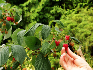 Himbeere (Rubus idaeus), Herbsthimbeere „Autumn Bliss“.