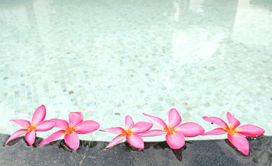 plumeria near water in wimming pool
