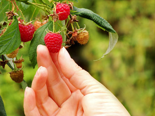 Himbeere (Rubus idaeus), Herbsthimbeere &bdquo;Autumn Bliss&ldquo;.