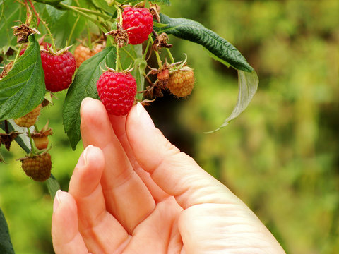 Himbeere (Rubus idaeus), Herbsthimbeere &bdquo;Autumn Bliss&ldquo;.