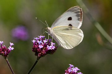 Schmetterling