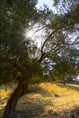 Evening sun in olive grove