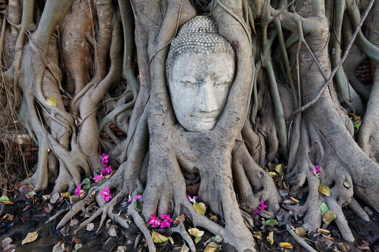 Head of Sandstone Buddha in The Tree Roots at Wat Mahathat