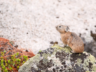 Pika (Ochotona Alpina)