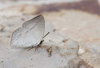 White butterfly on rock