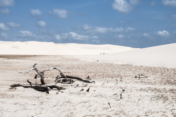 Sand dunes of the Lencois Maranheses in Brazil