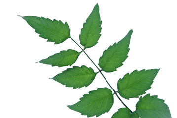 Green Chinese Trumpet Creeper leaves