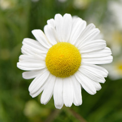 Fototapeta premium Wild chamomile with reflection in water.