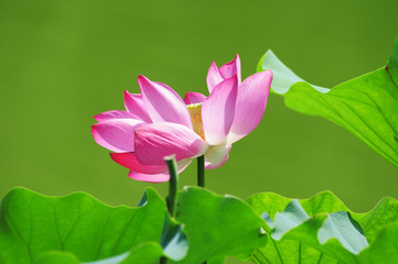 Lotus flower blooming in pond