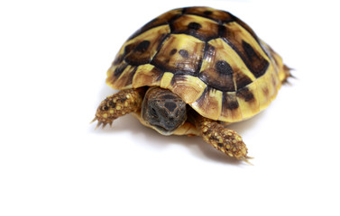 Testudo hermanni's baby