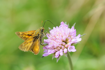 Obraz premium Ockergelber Braundickkopffalter