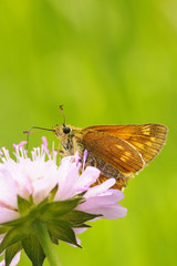 Obraz premium Ockergelber Braundickkopffalter