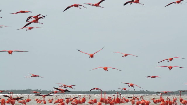 pink flamingos in the salt lagoons, ria largartos, mexico