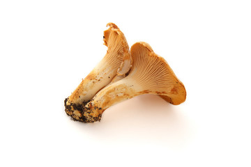 Fototapeta premium Chanterelle