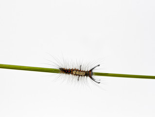 Caterpillar on a stalk.