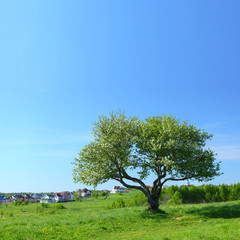 Fototapeta premium alone tree