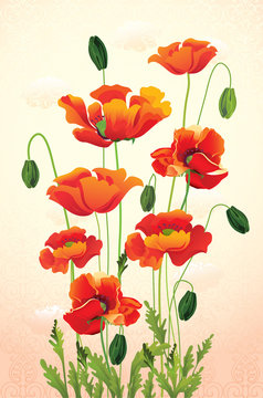Poppy floral background