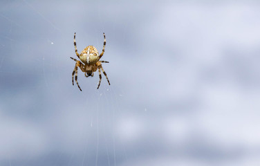Cross Spider