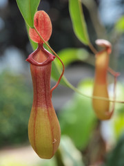 Nepenthe tropical carnivore pitcher plant