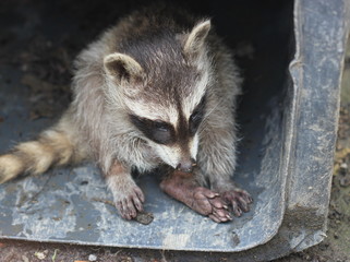 Waschbärbaby in der Mülltonne
