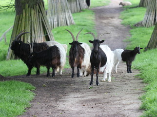 Walliser Schwarzhalsziegenherde 