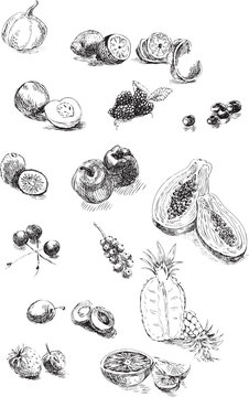 fruits and vegetables, hand drawing