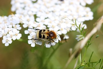 Gemeiner Pinselkäfer auf Schafgarbe