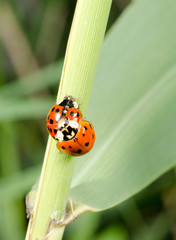 harlequin ladybirds mating, reeds