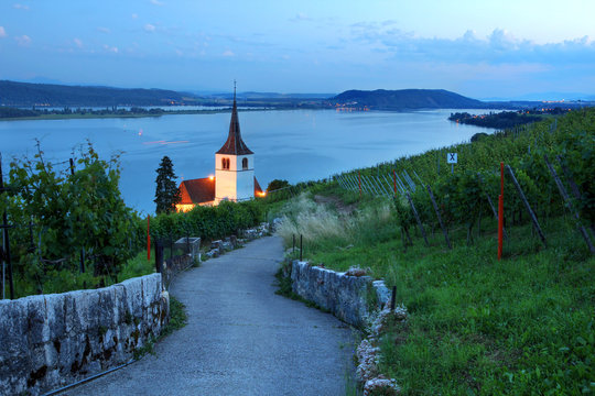 Winding road trough vineyards