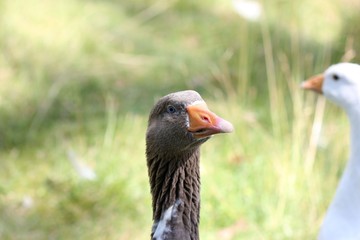 Portrait einer Leinegans 