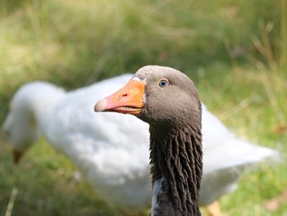 Portrait einer Leinegans 