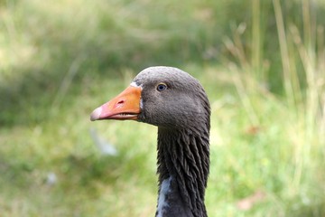 Portrait einer Leinegans 