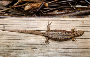 common lizard heating up on wood