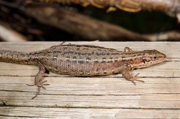 common lizard relaxing on wooden plank
