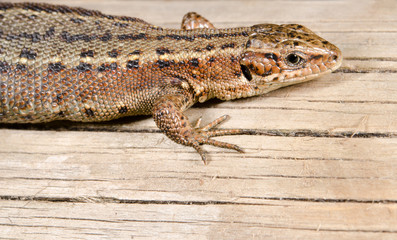 common lizard head, wood planks