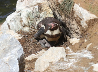 Humboldt-Pinguinmutter mit zwei frisch geschlüpften Küken