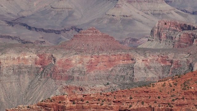 California Condor in the Grand Canyon. Arizona, USA.