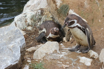 Humboldt-Pinguinmutter mit Küken verteidigt ihr Nest