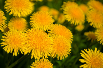 Одуванчики