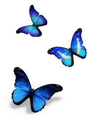 Obraz na płótnie Canvas Three blue butterflies, isolated on white
