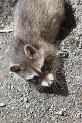 Naklejka premium Waschbärbaby