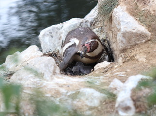 Obraz premium Humboldt-Pinguinmutter mit zwei frisch geschlüpften Küken