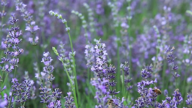 Lavendel-Lavendula officinalis Kamerafahrt
