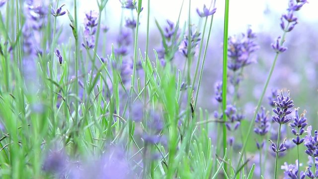 Lavendula officinalis Kamerafahrt