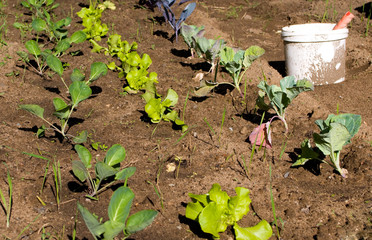 Verschiedene Kohlsorten Garten